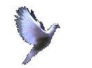 dove-anim.gif