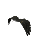 eagle-anim.gif